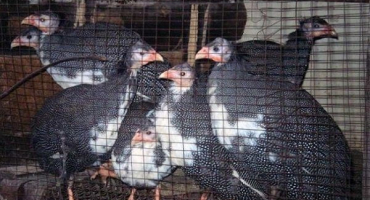 Jak vyrobit klece pro perličky a správně v nich chovat ptáky?